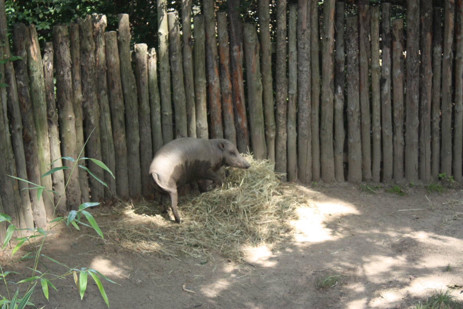 Australasia- Babirusa