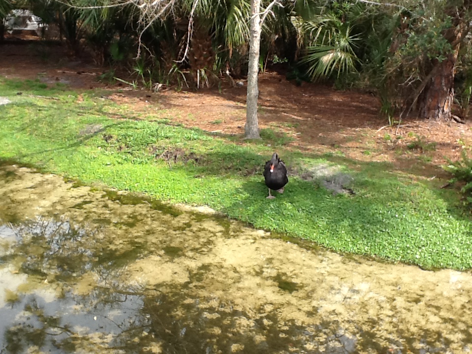 Australasia- Black Swan