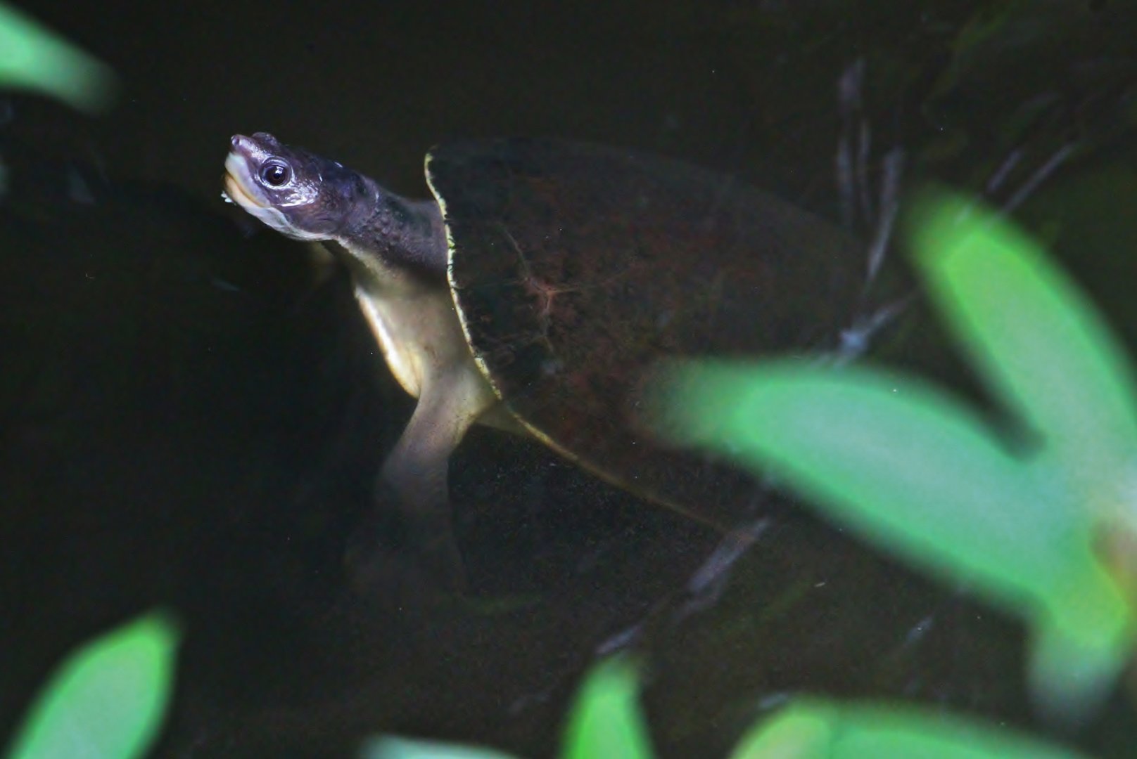 Australasia - Branderhorst's Snapping Turtle (Elseya branderhorsti)