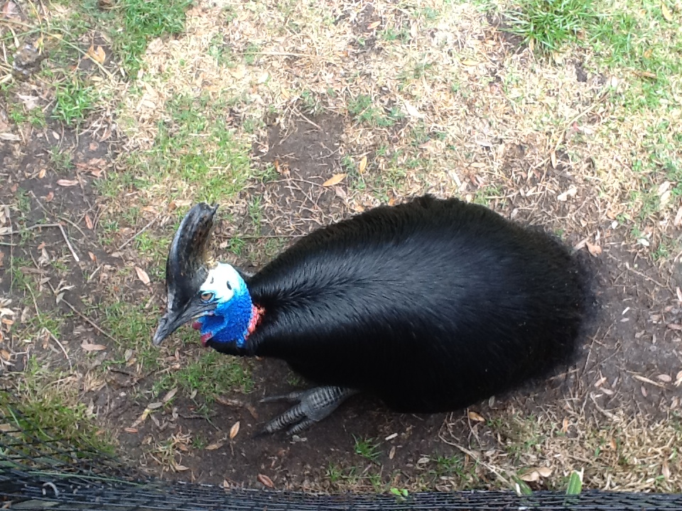 Australasia- Cassowary