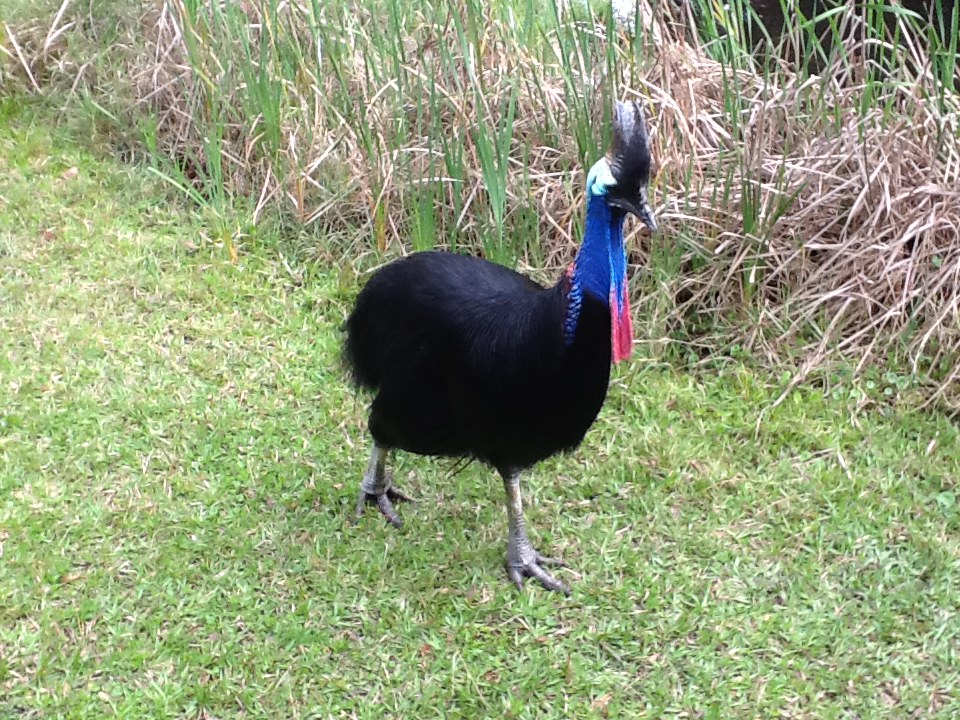 Australasia- Cassowary