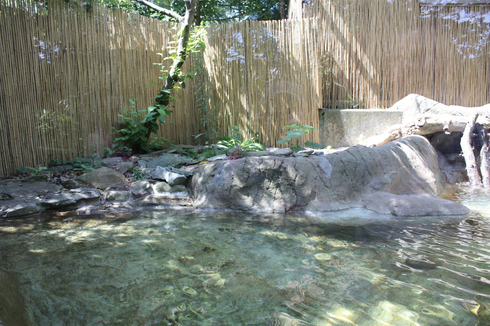 Australasia- Chinese Alligator Exhibit