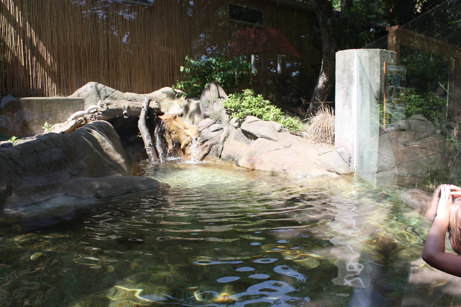 Australasia- Chinese Alligator Exhibit