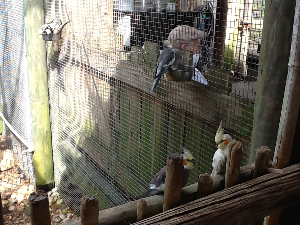 Australasia- Cockatiels