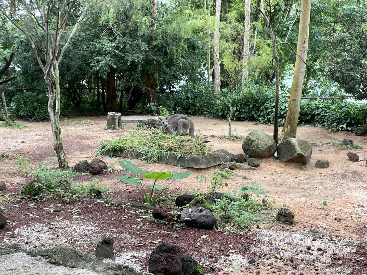 Australasia - Eastern Grey Kangaroo (Macropus giganteus)