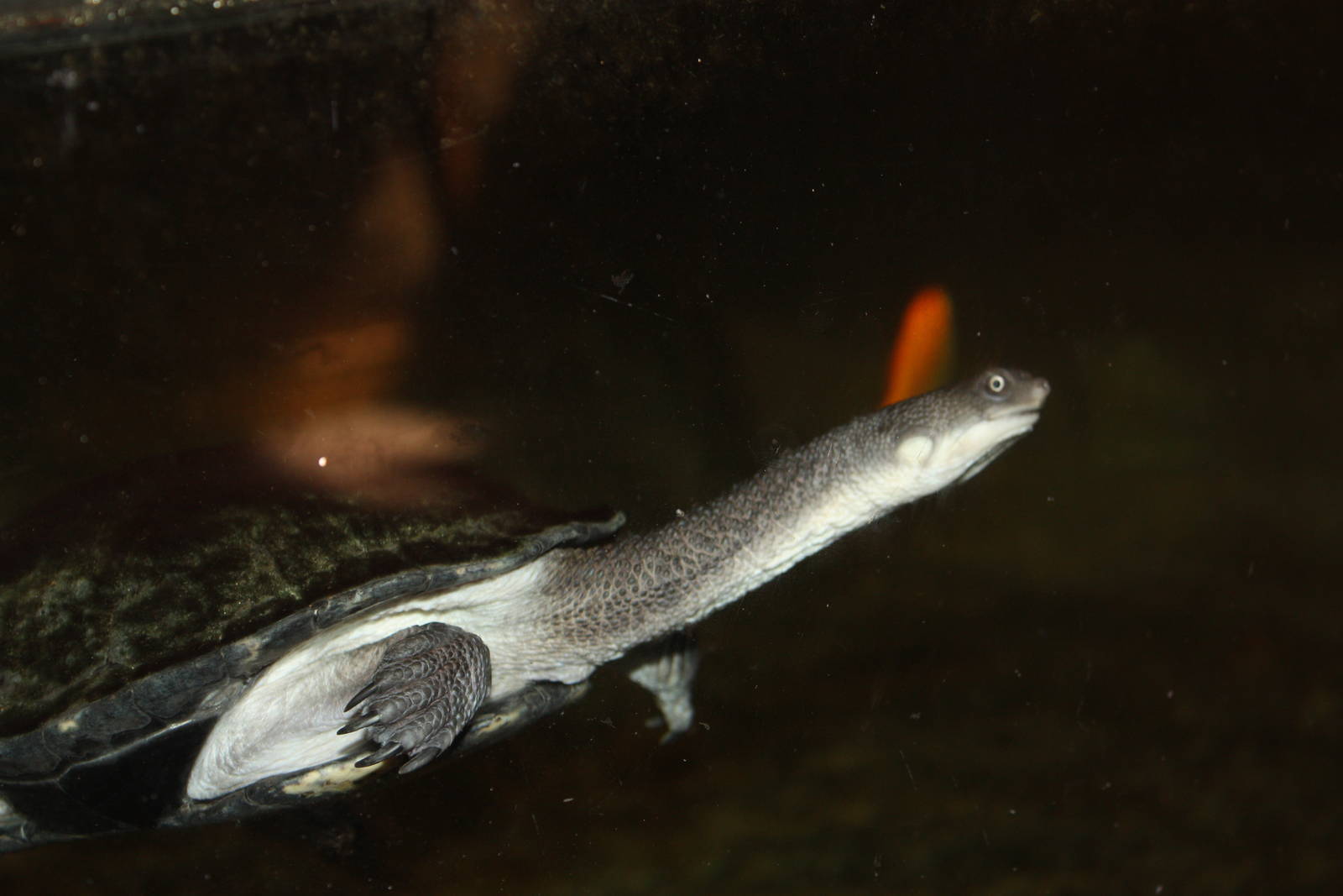 Australasia- Eastern-Long Necked Turtle
