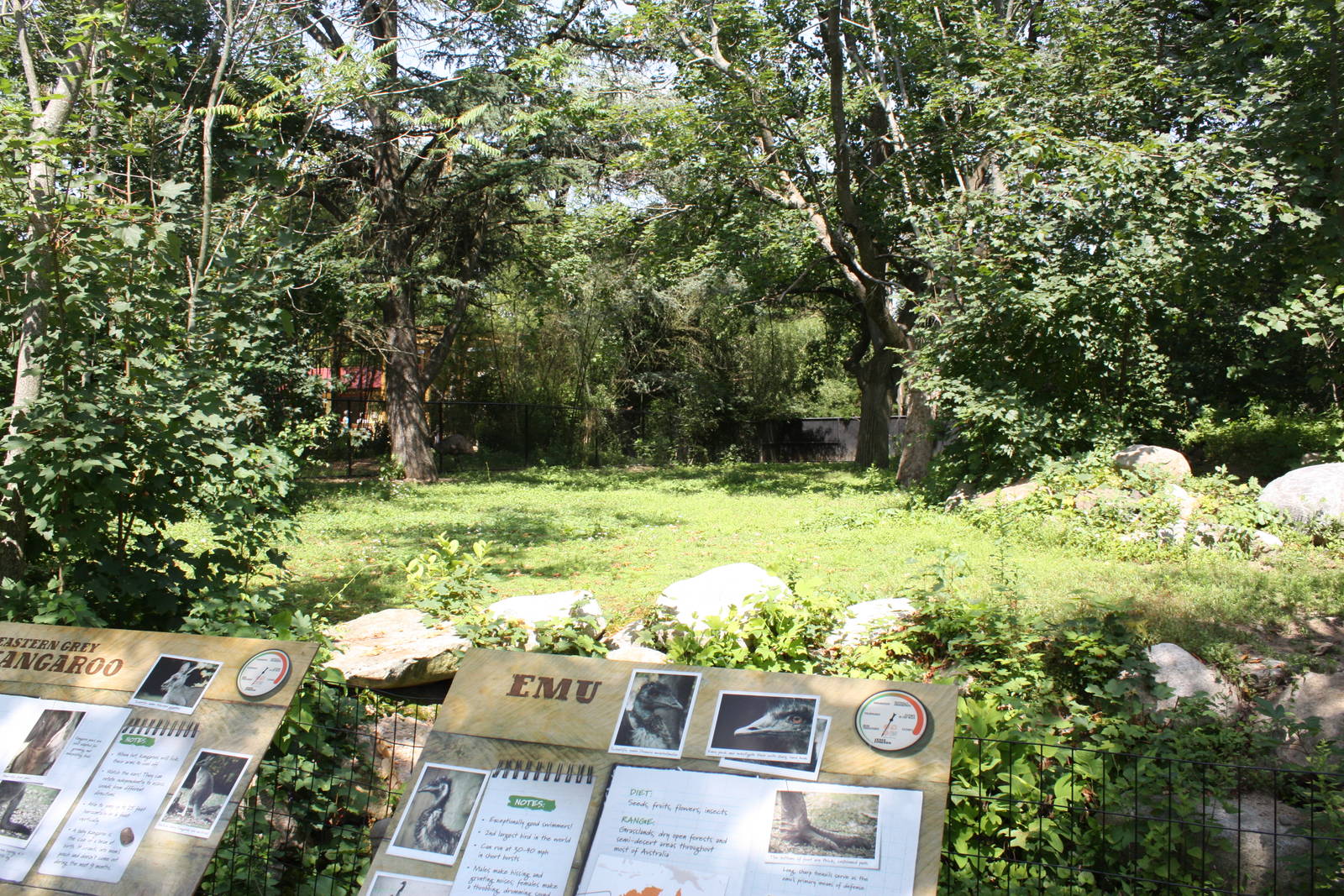 Australasia- Emu/Eastern Gray Kangaroo Exhibit