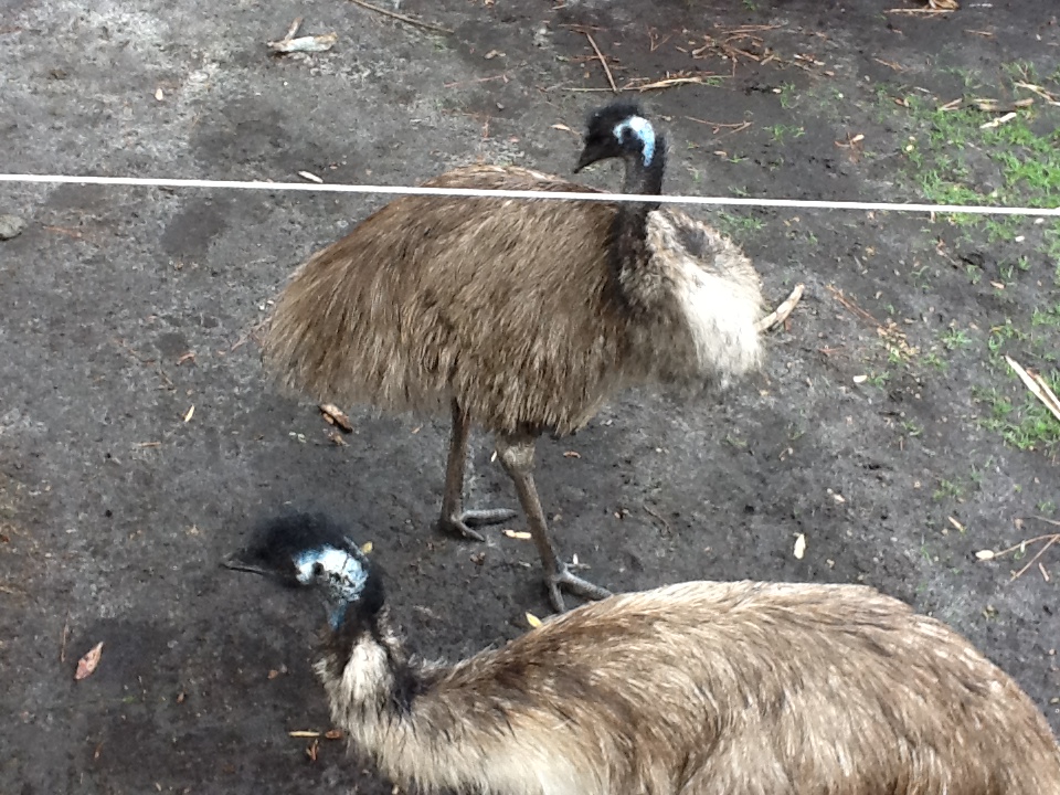 Australasia- Emus