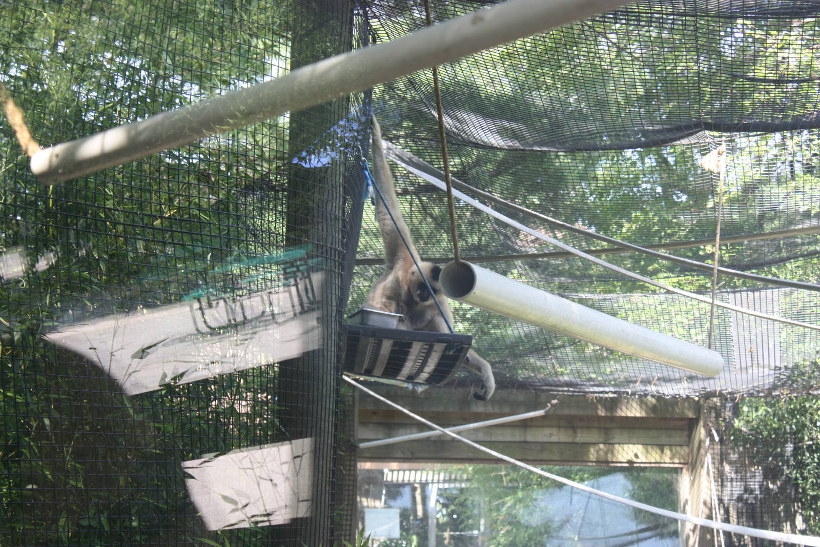 Australasia- Female White-Cheeked Gibbon