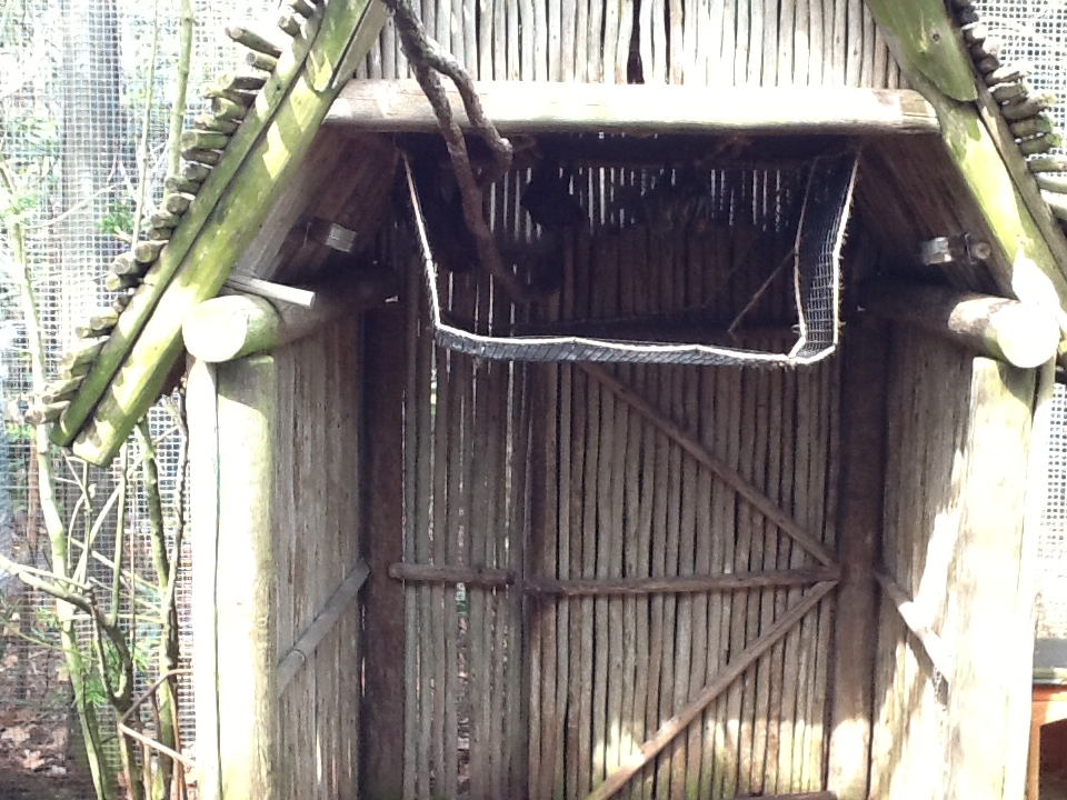 Australasia- Flying Foxes