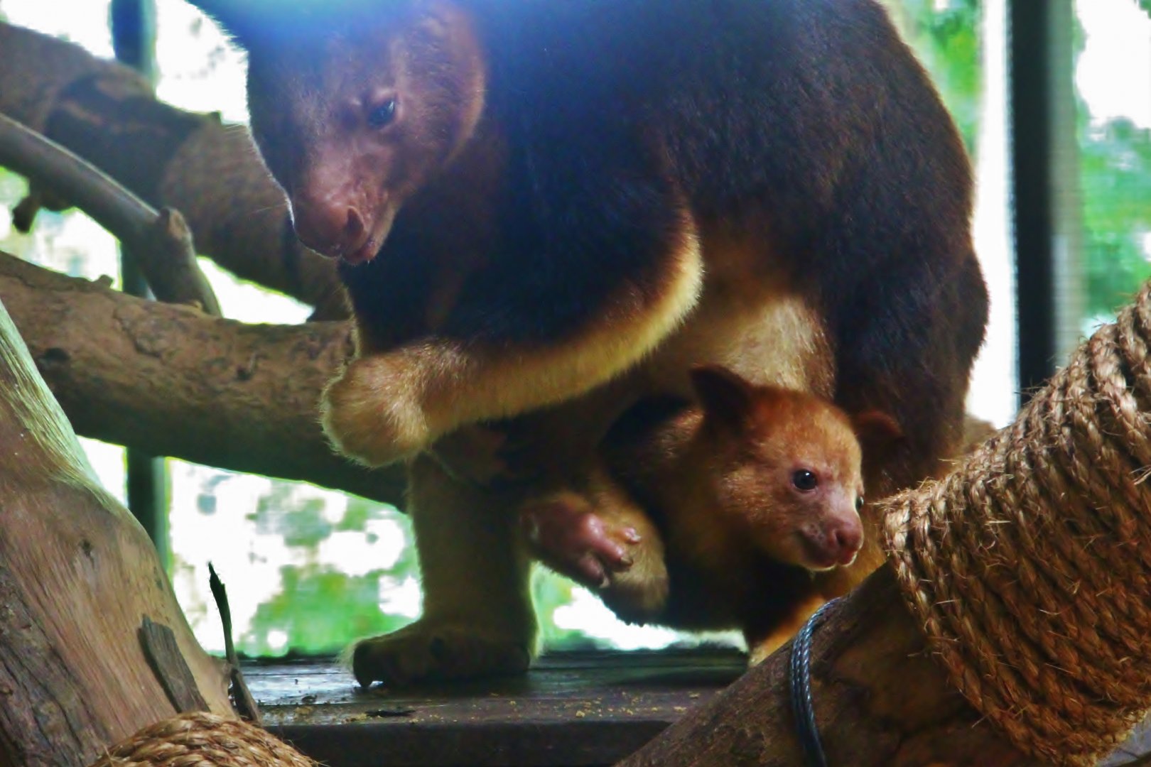 Australasia - Goodfellow's Tree Kangaroo