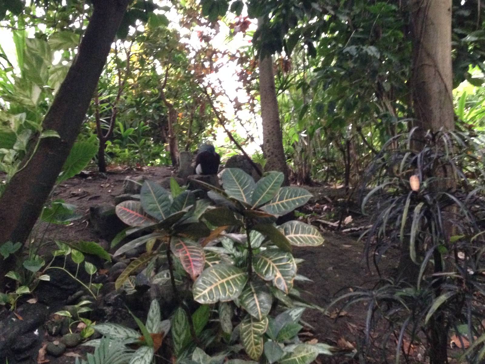 Australasia House at Tropical World - 02/10/2013