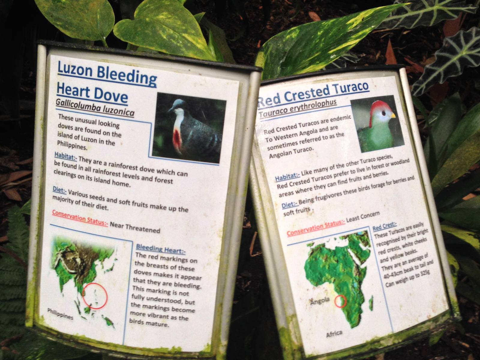 Australasia House Signage at Tropical World - 02/10/2013