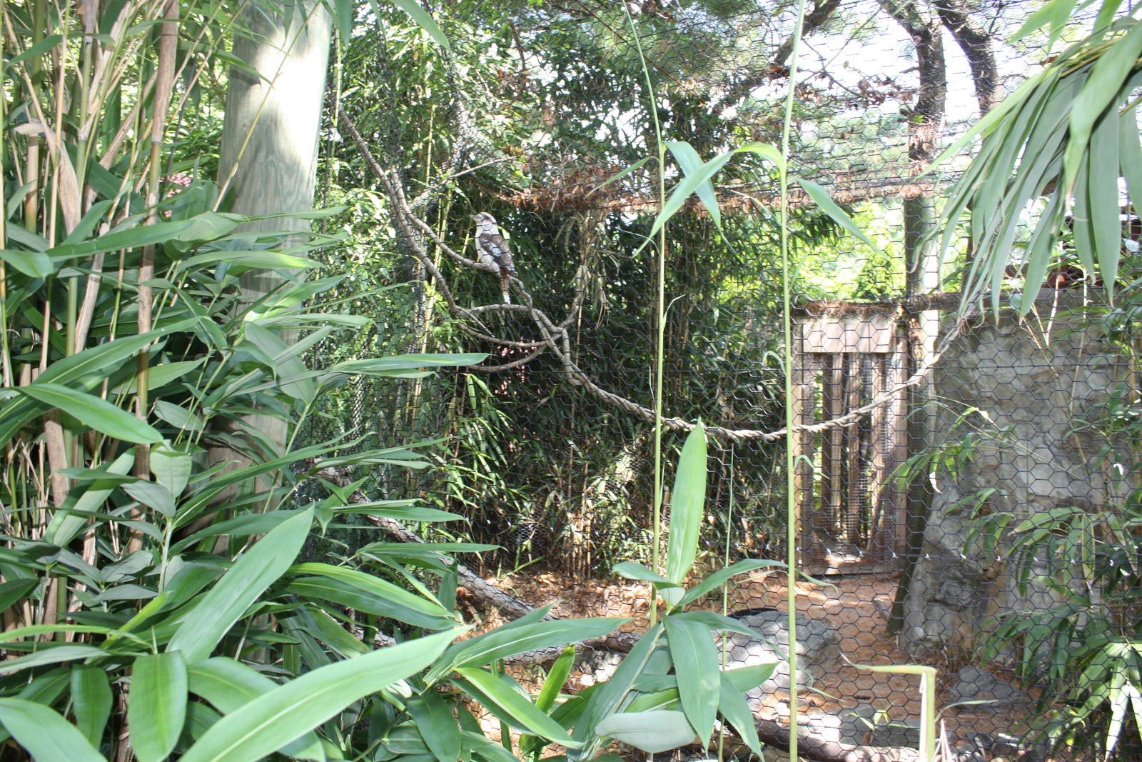 Australasia- Laughing Kookaburra Exhibit