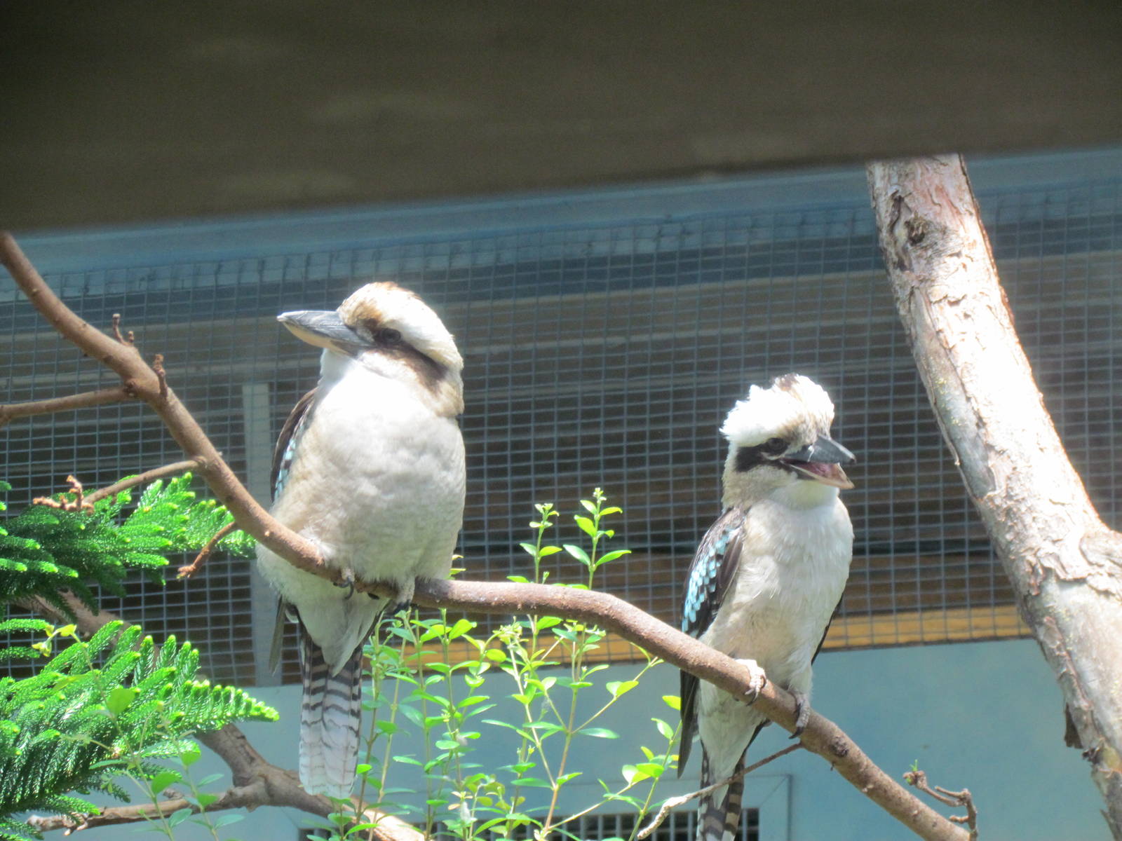 Australasia - Laughing Kookaburra