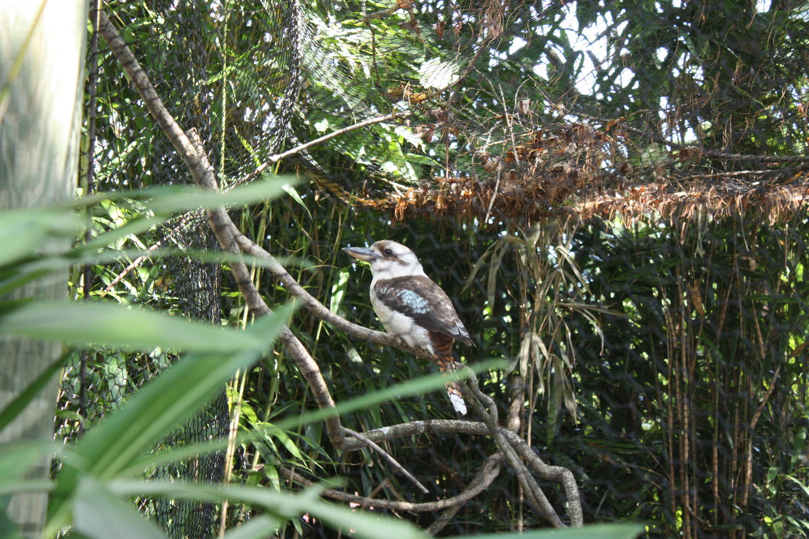 Australasia- Laughing Kookaburra