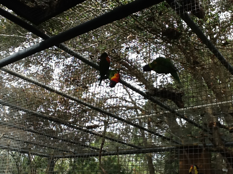 Australasia- Lorikeets