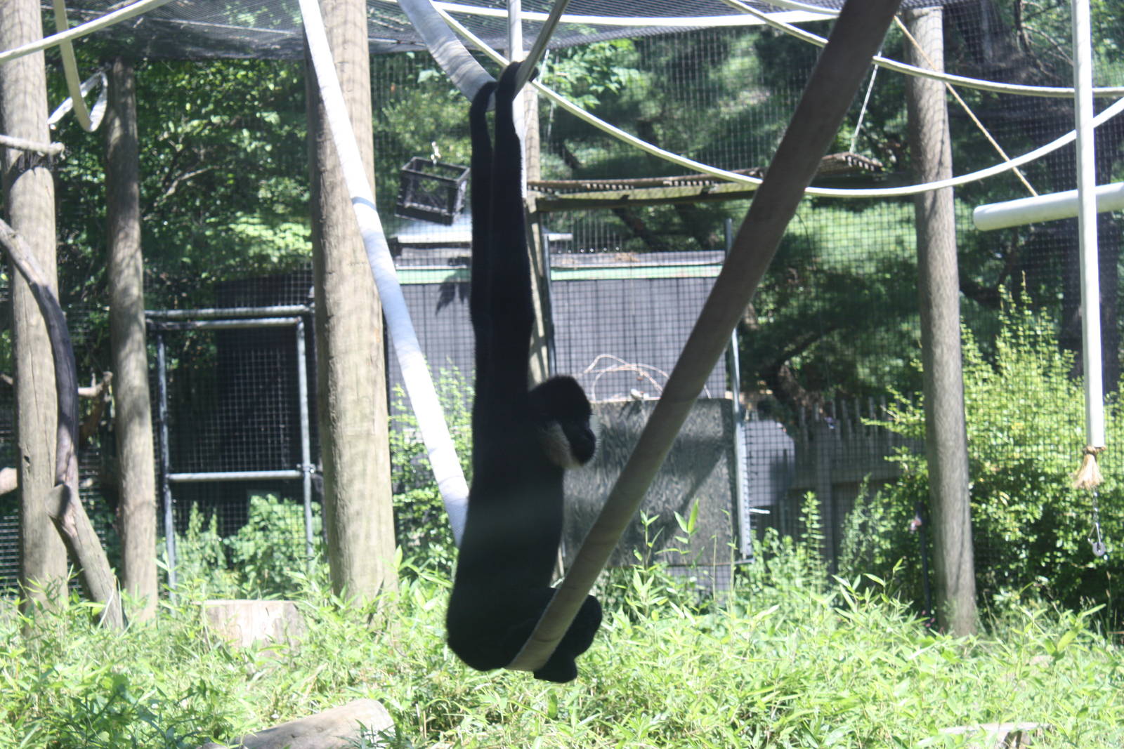 Australasia- Male White-Cheeked Gibbon