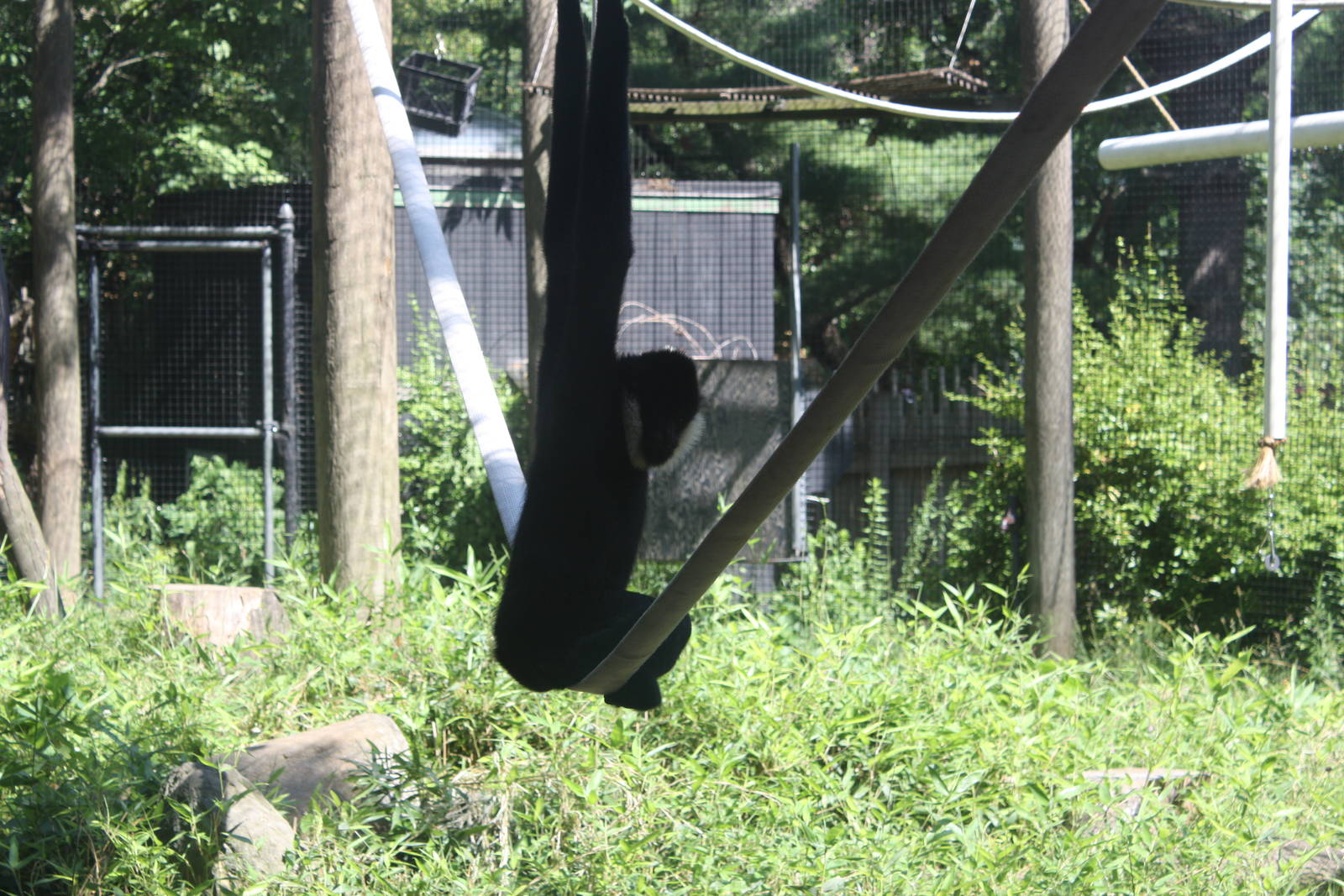 Australasia- Male White-Cheeked Gibbon