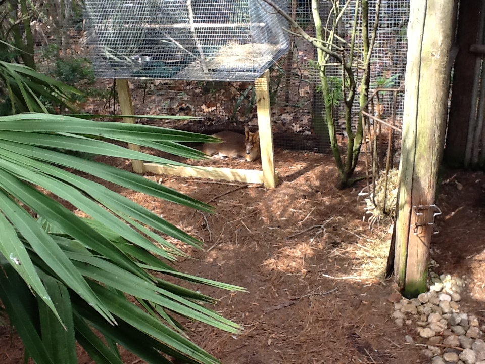 Australasia- Muntjac