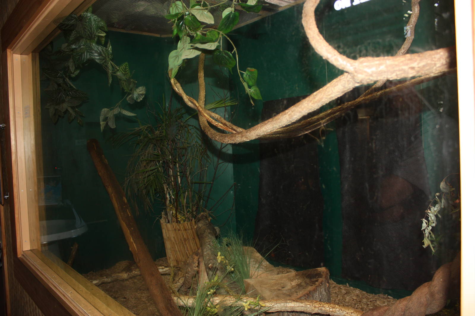 Australasia- Northern Tree Shrew Exhibit