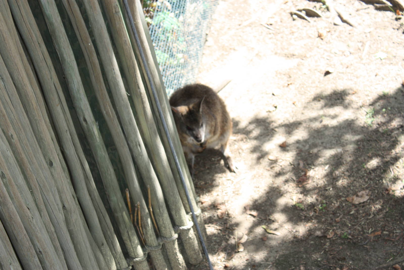 Australasia- Parma Wallaby