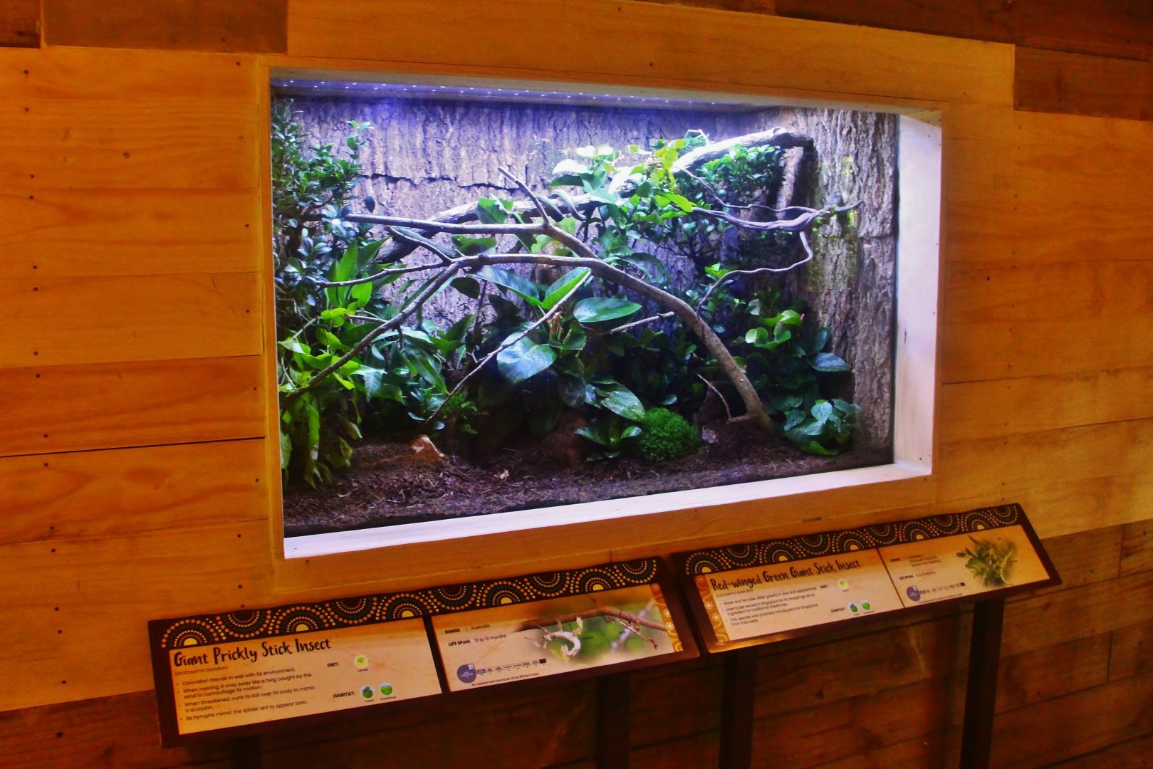 Australasia - Phasmid display