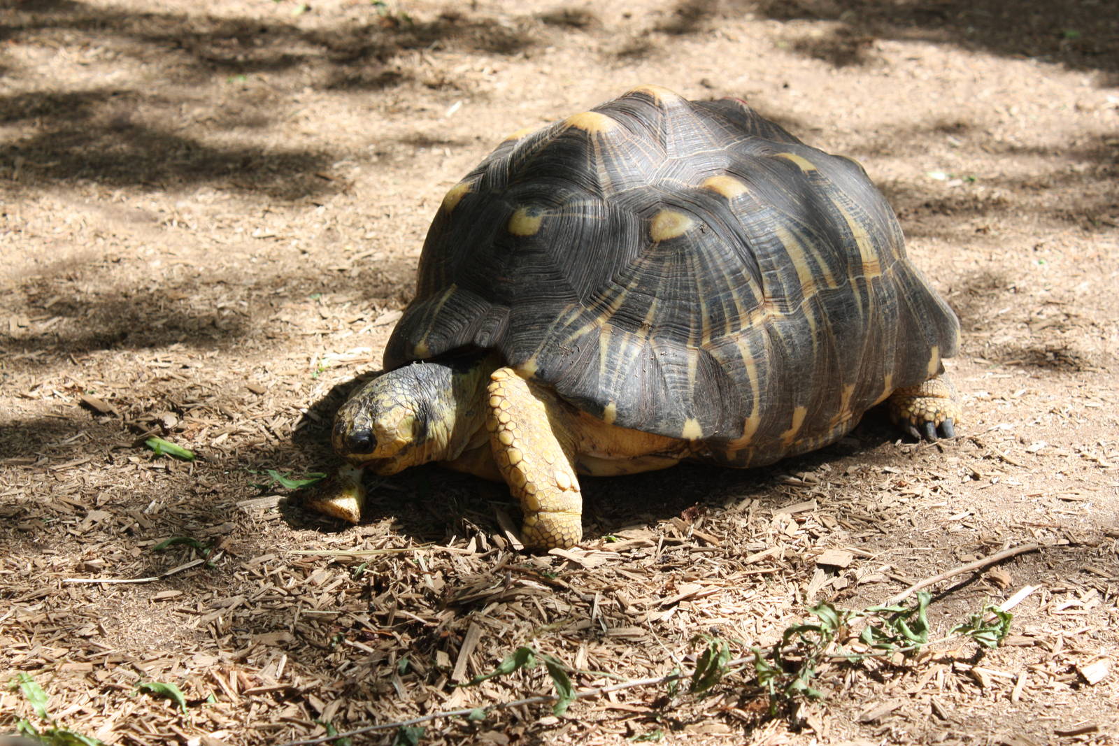 Australasia- Radiated Tortoise Eating