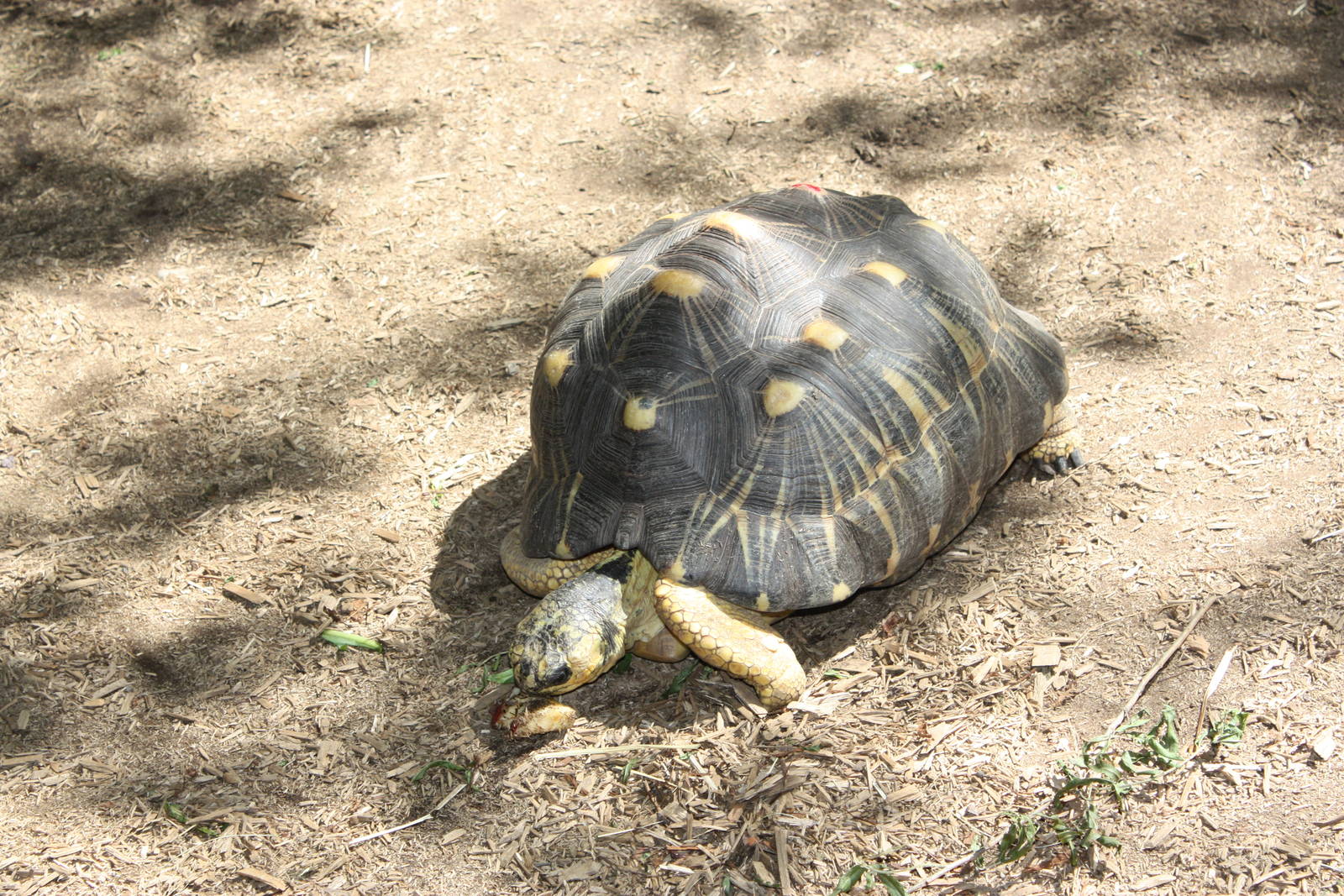 Australasia- Radiated Tortoise