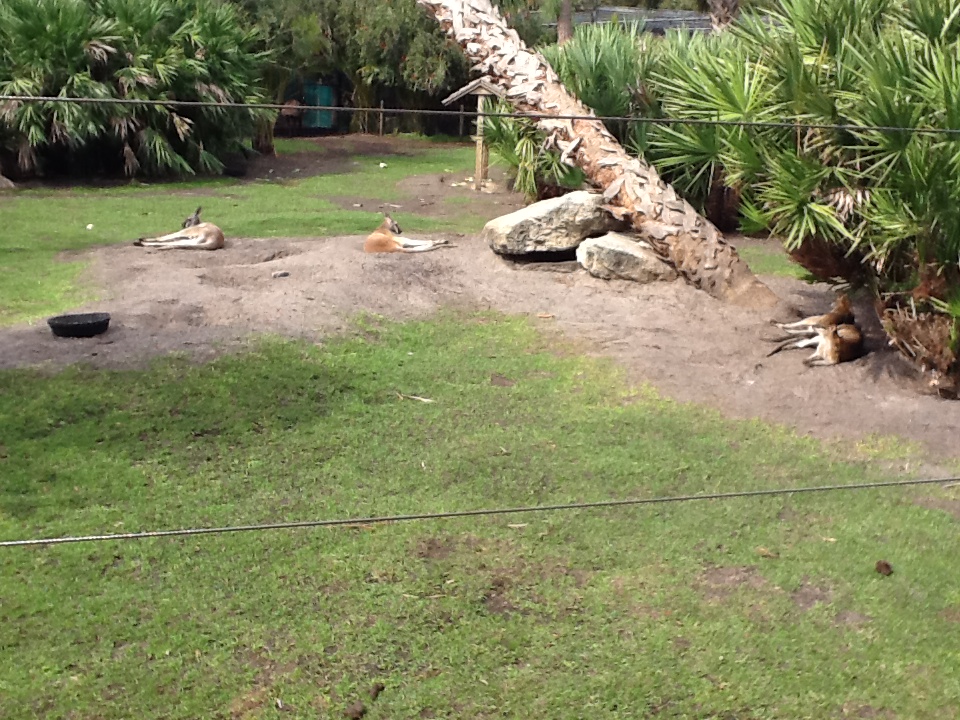 Australasia- Red Kangaroos & Agile Wallabies