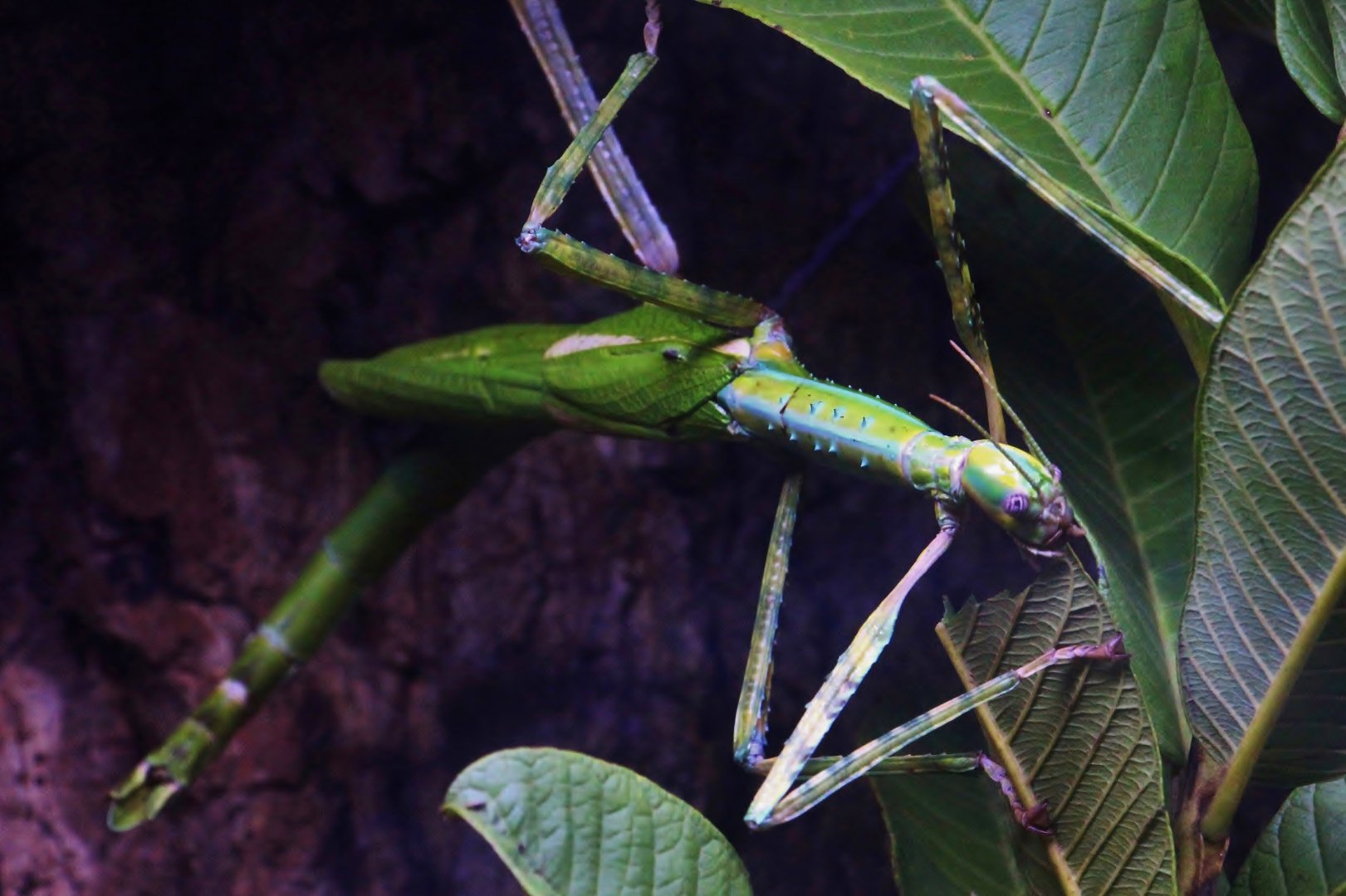 Australasia - Red-winged Giant Stick Insect