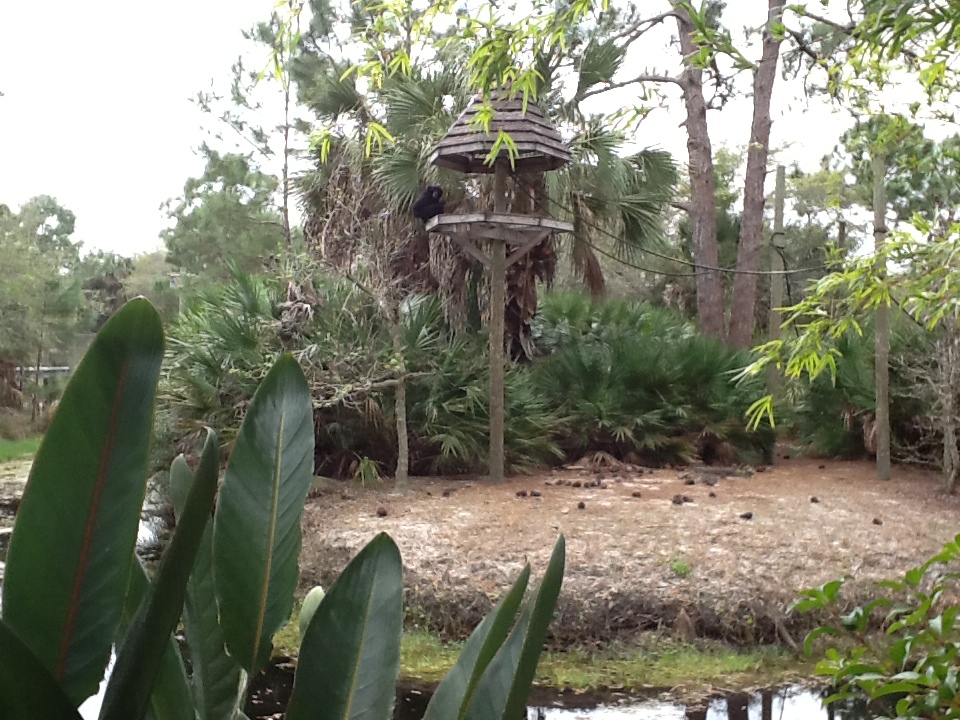 Australasia- Siamang Enclosure