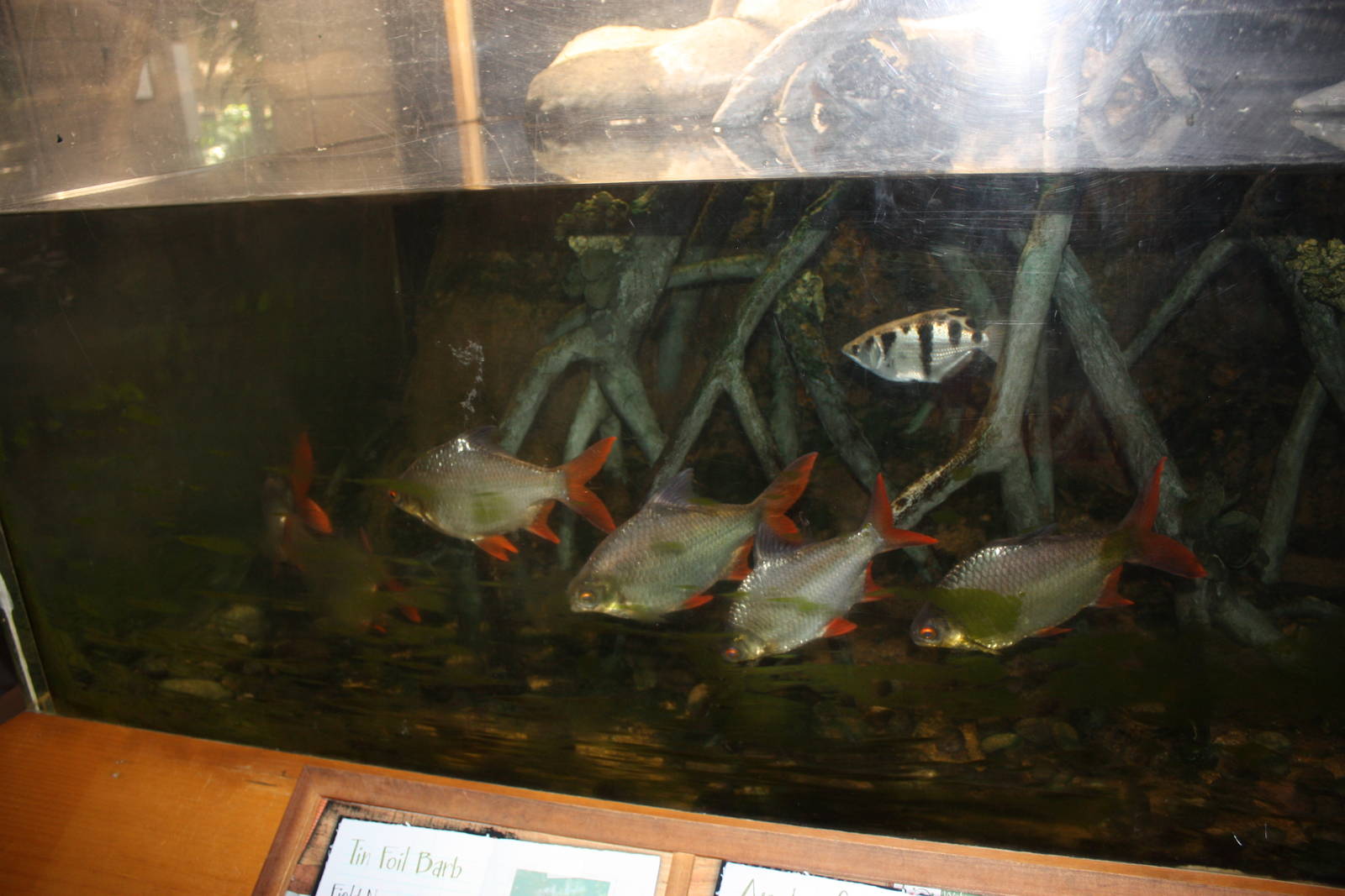 Australasia- Tinfoil Barb/Banded Archerfish Exhibit