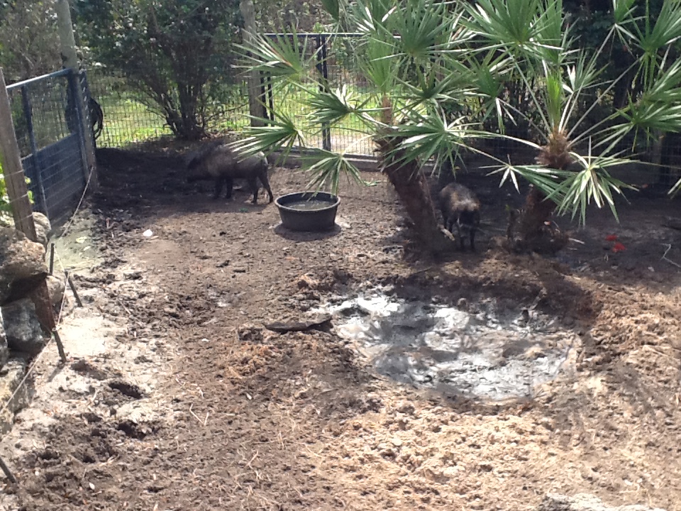 Australasia- Visayan Warty Pigs