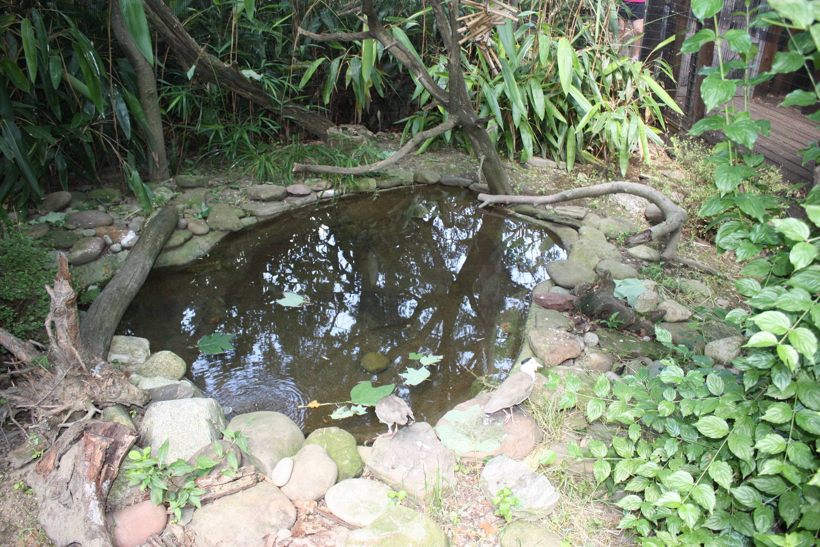 Australasia- Walk-Thru Aviary