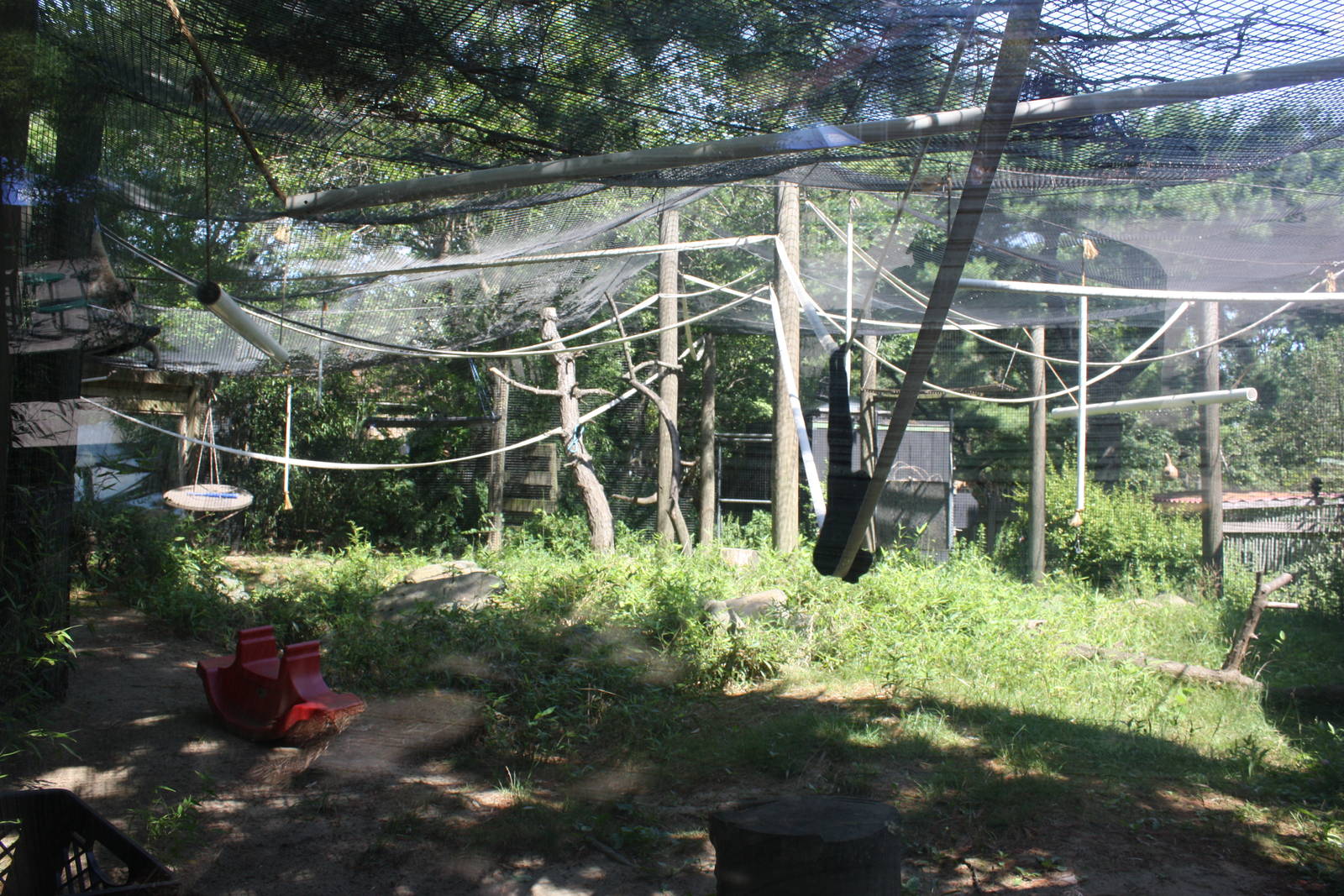 Australasia- White-Cheeked Gibbon Exhibit