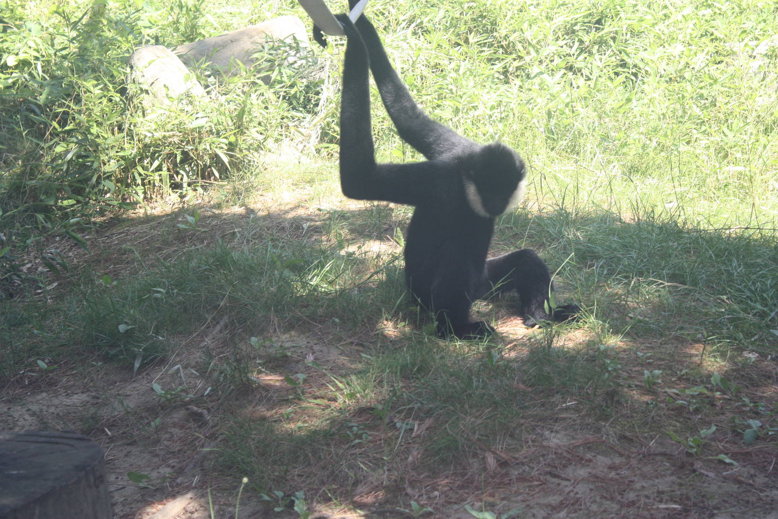 Australasia- White-Cheeked Gibbon