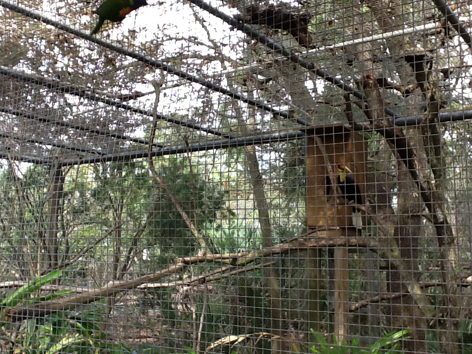 Australasia- Wrinkled Hornbill and Lorikeet