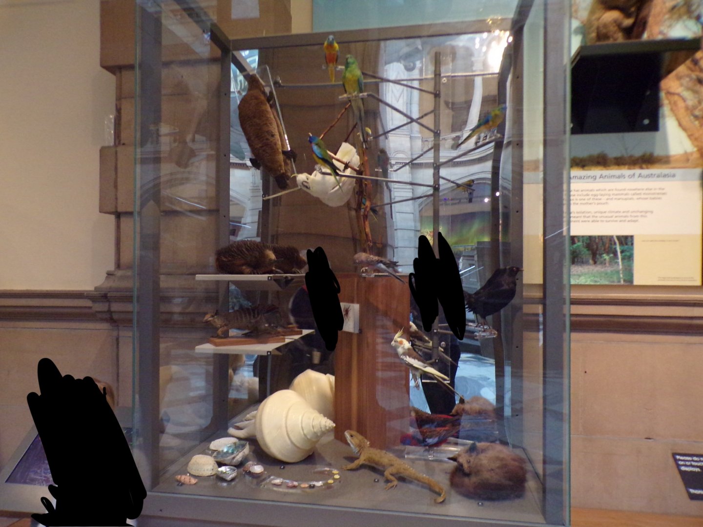 Australasian animals display (taken in Kelvingrove museum) 12.2.24