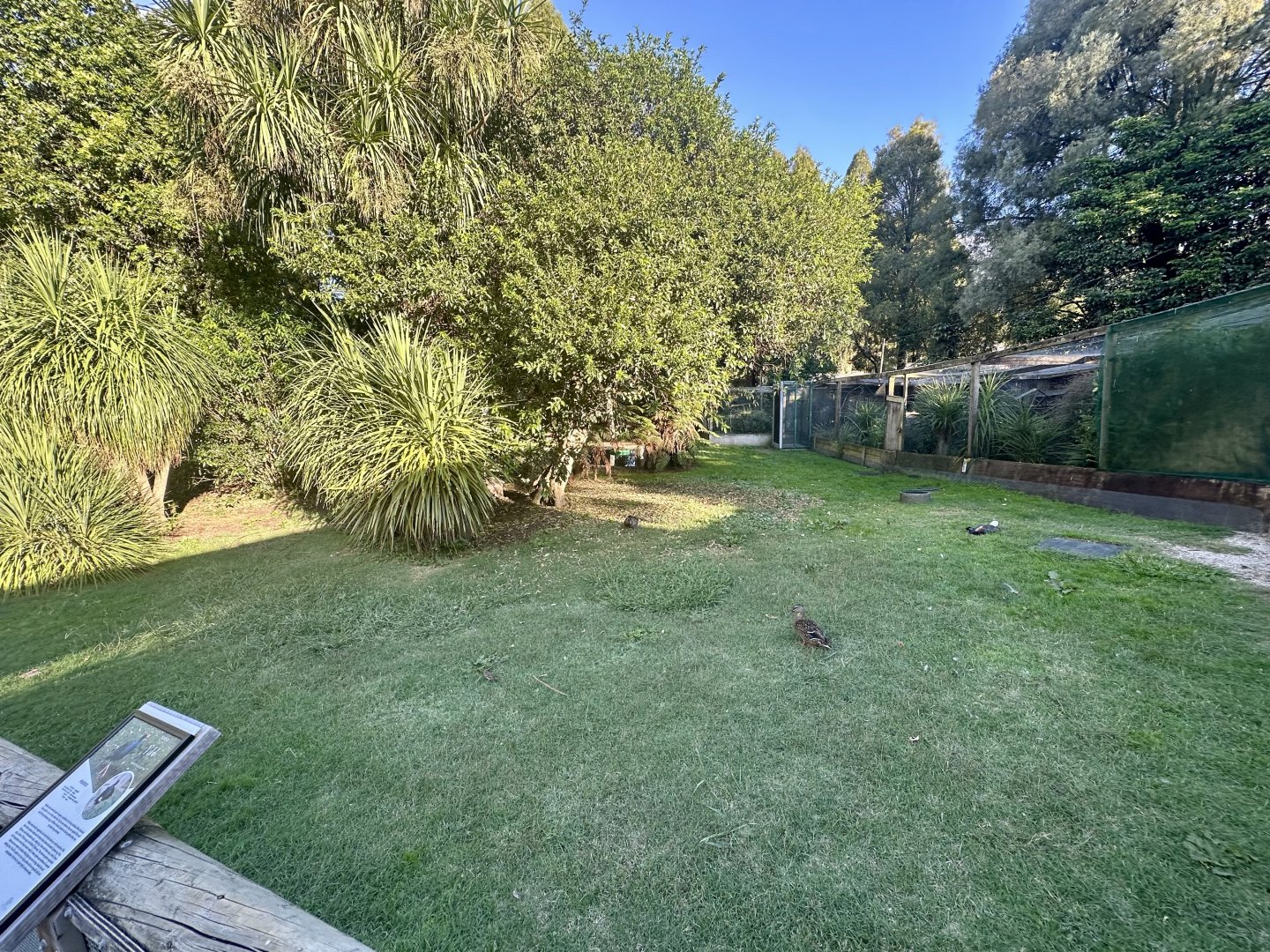 Australasian Bird Lawn