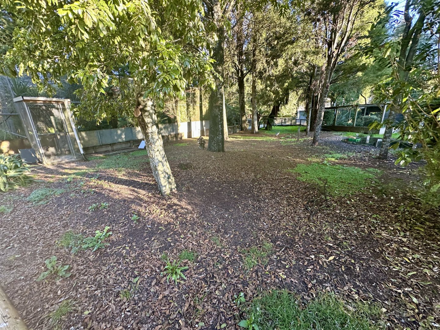 Australasian Bird Lawn