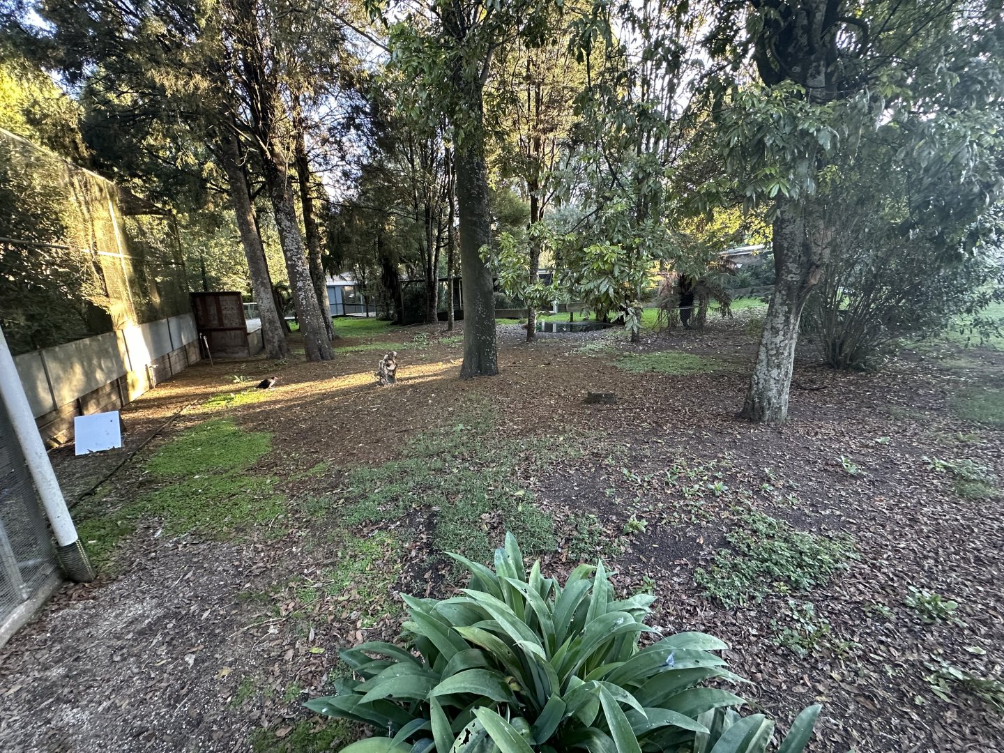 Australasian Bird Lawn