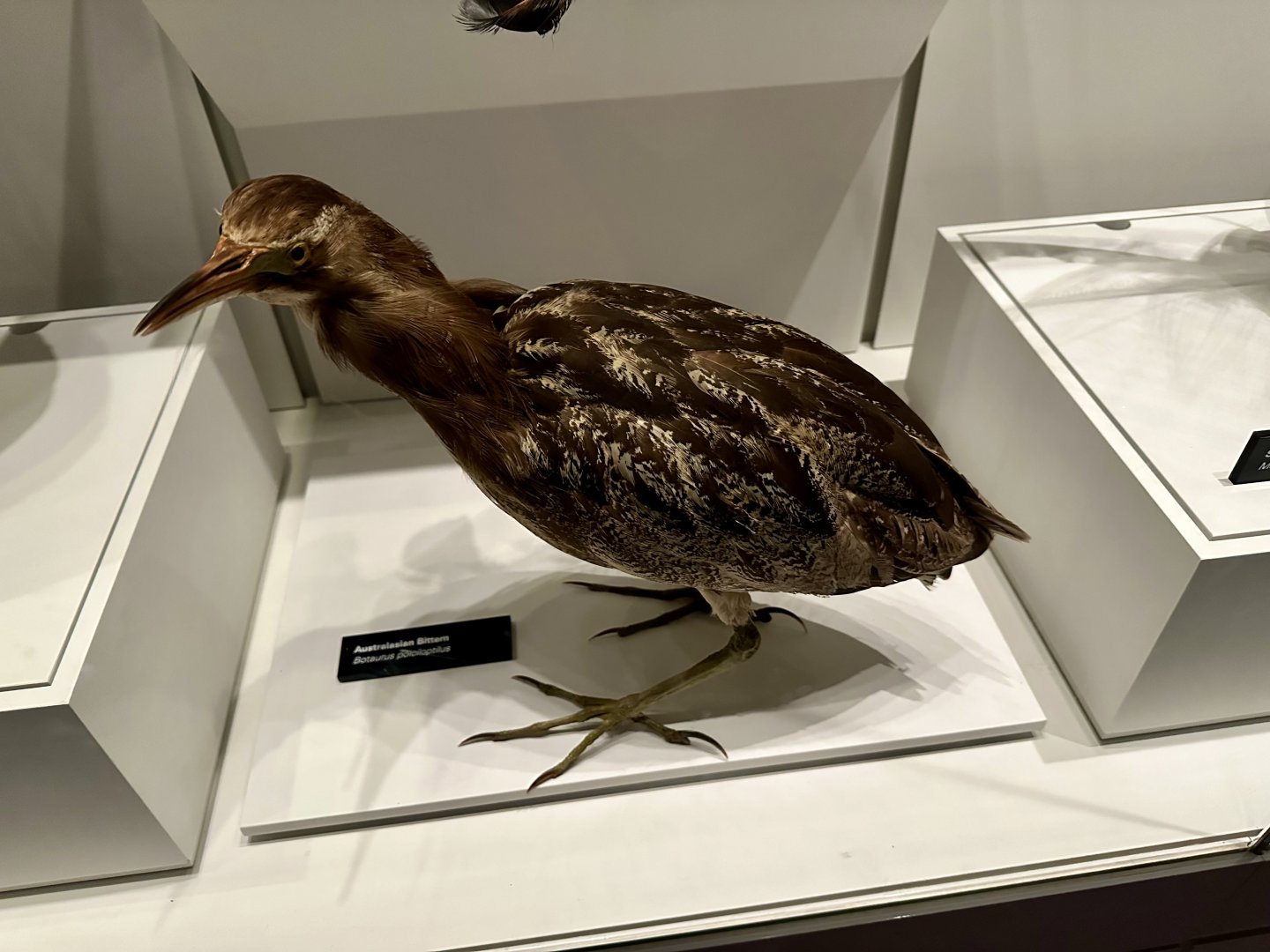 Australasian bittern (Botaurus poiciloptilus)