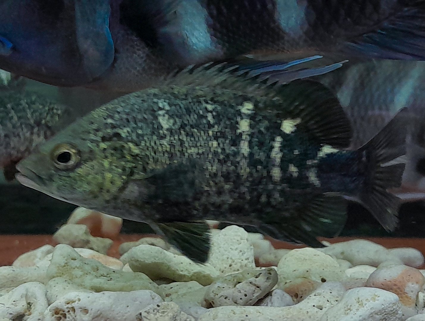 Australasian Coal Grunter (Hephaestus carbo)