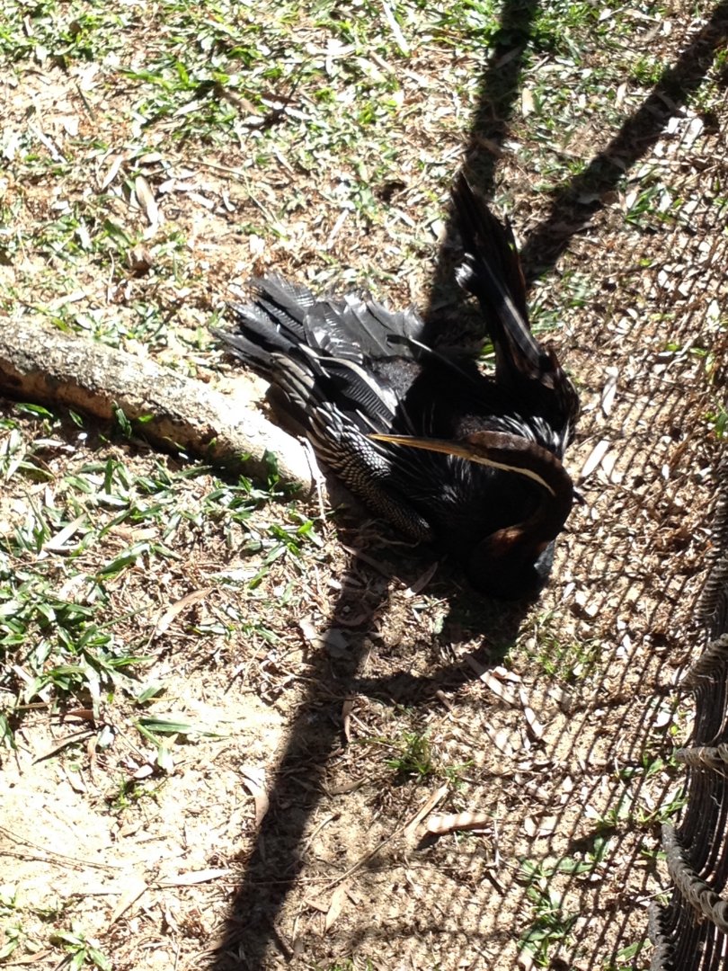 Australasian Darter (Anhinga novaehollandiae)