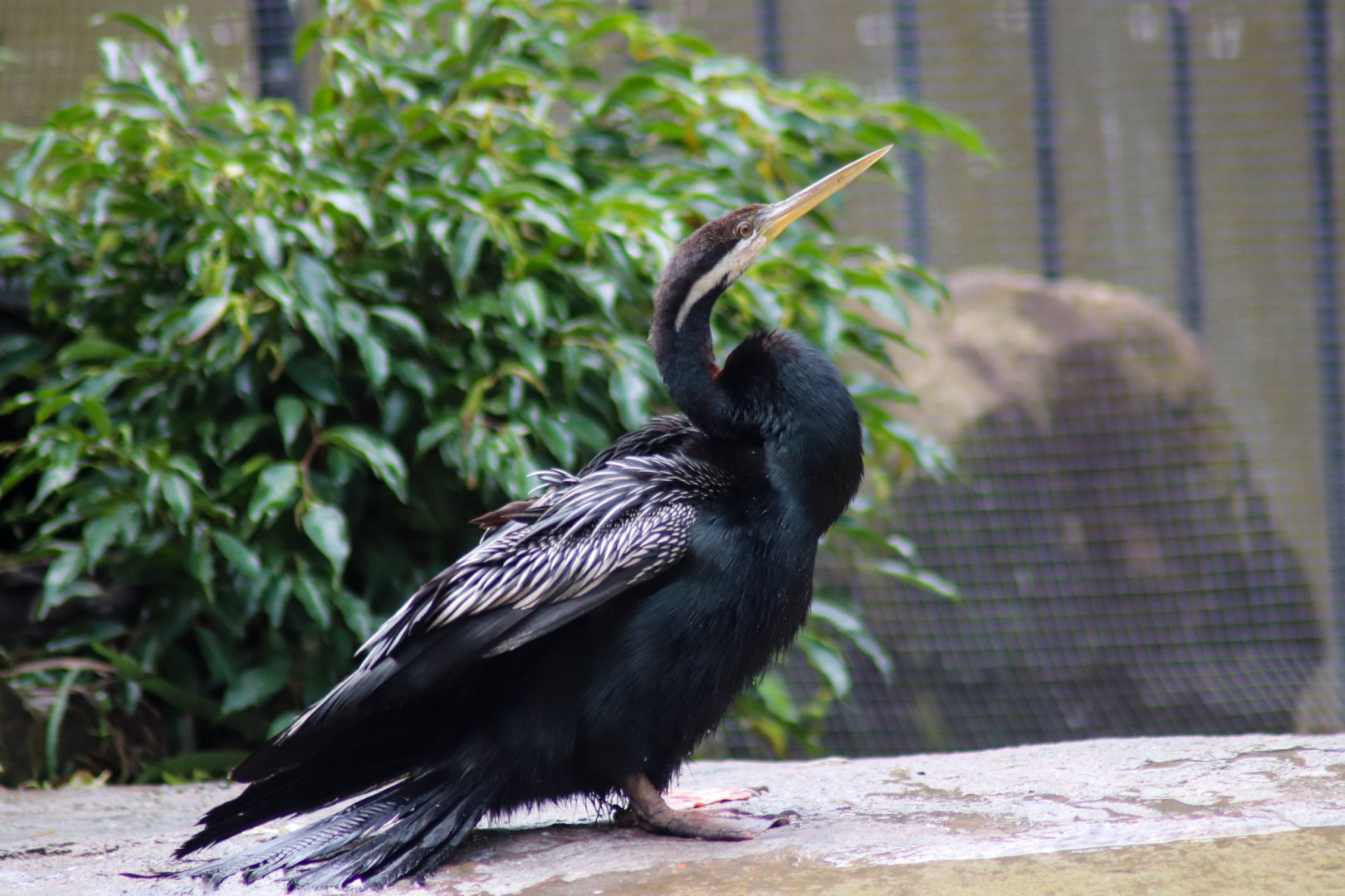 Australasian Darter (Anhinga novaehollandiae)