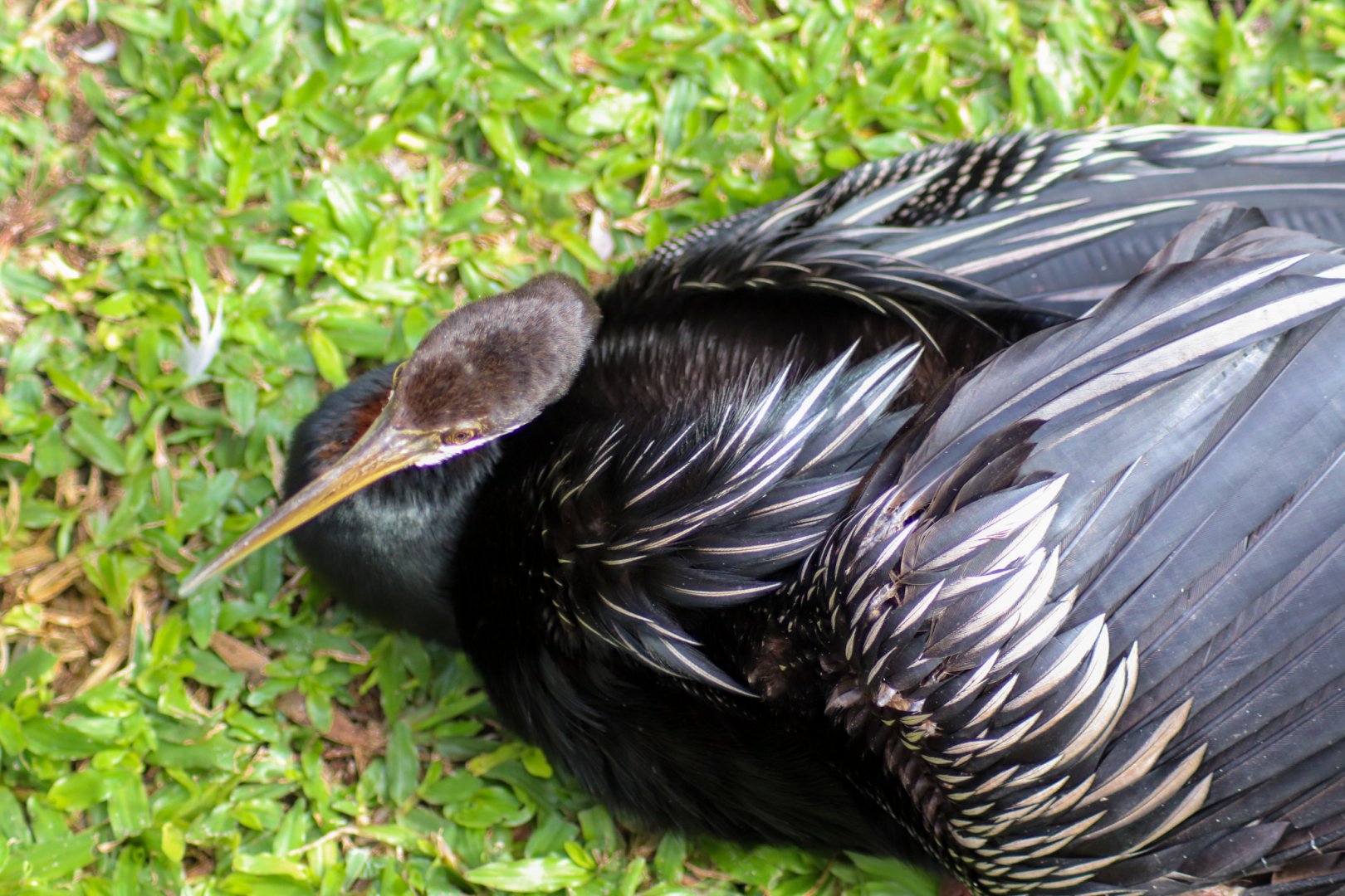Australasian Darter (Anhinga novaehollandiae)