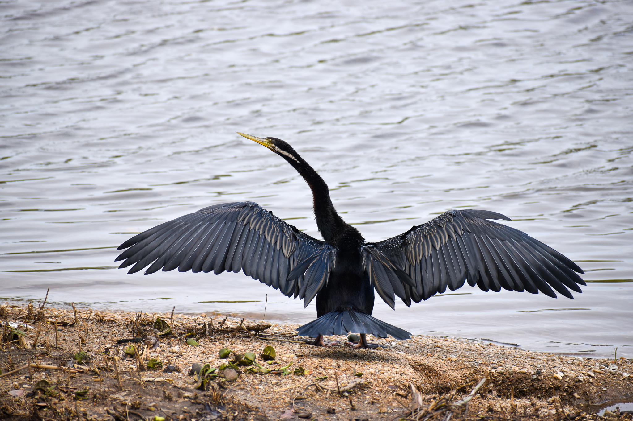 Australasian Darter (Anhinga novaehollandiae)