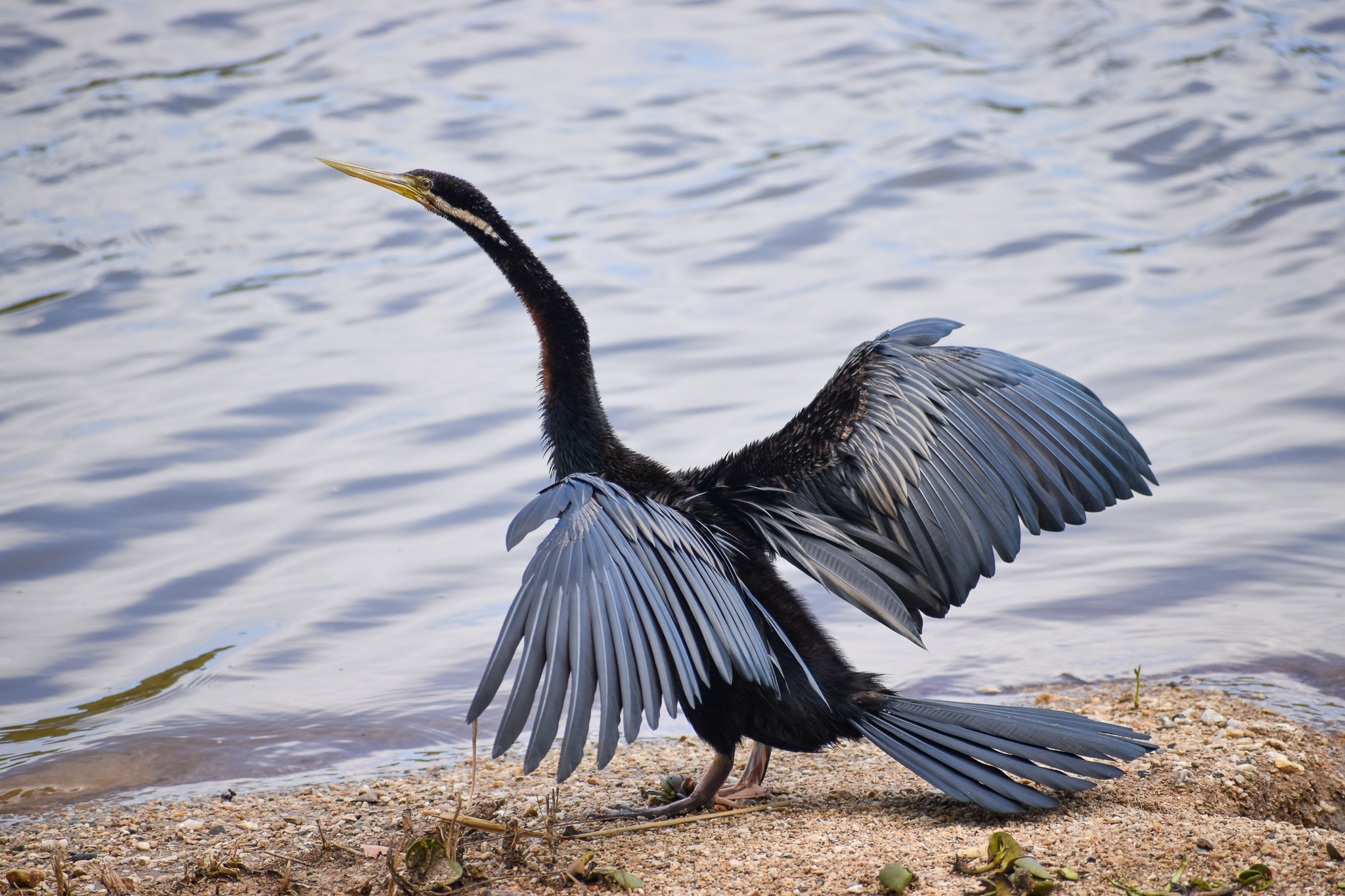 Australasian Darter (Anhinga novaehollandiae)
