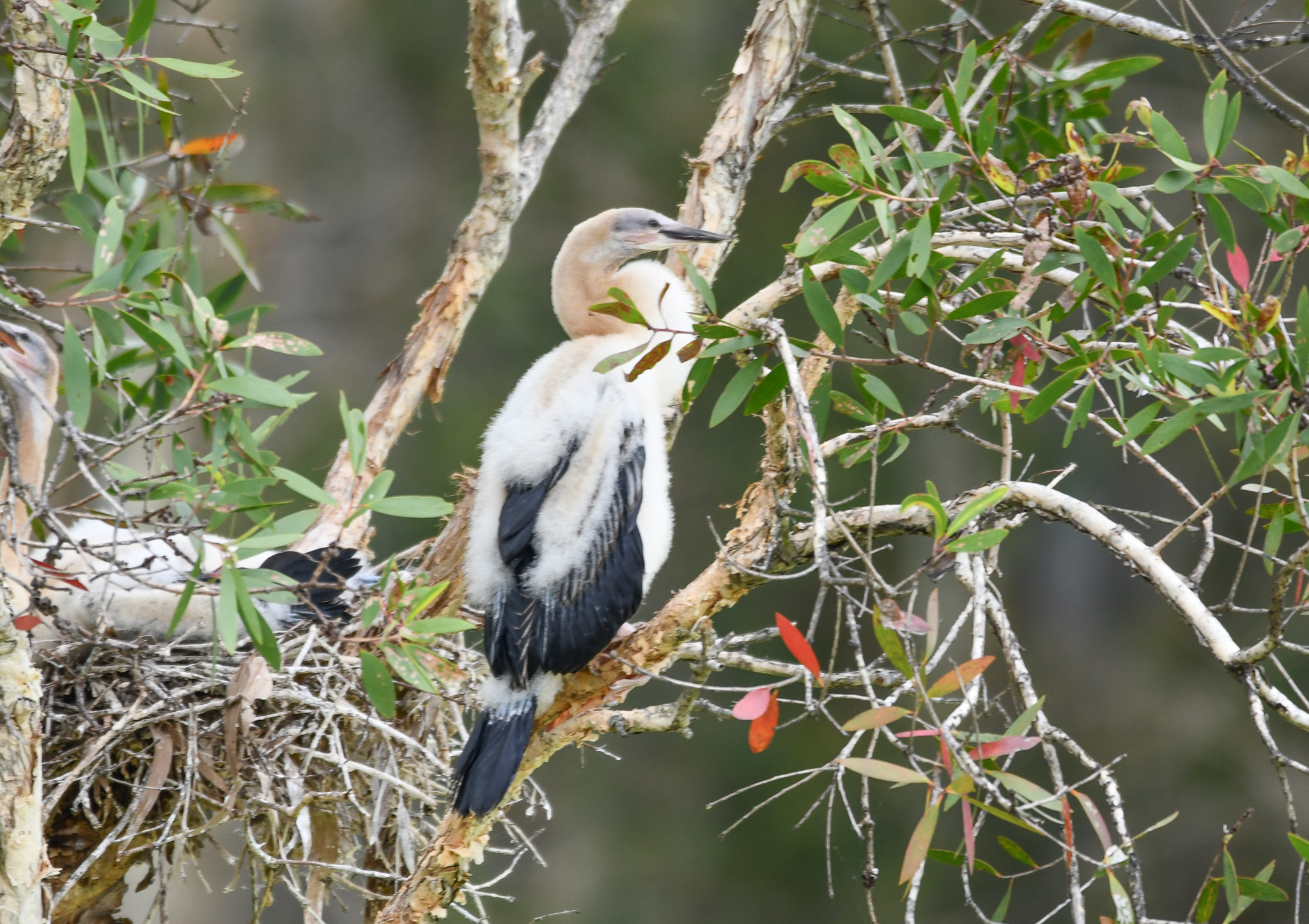 Australasian Darter chick